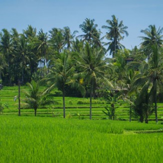 ubud