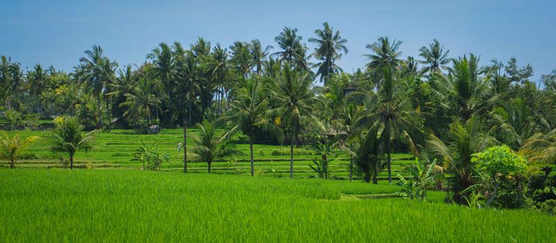 ubud